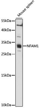NFAM1 antibody