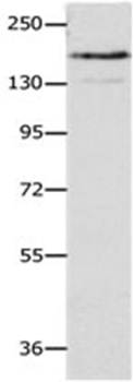 NFASC Antibody