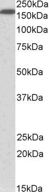 Goat anti-Neurofascin (aa877-890) Antibody