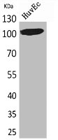 NFATC1 Antibody