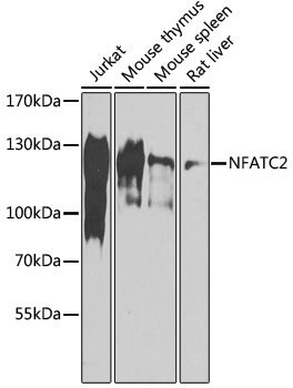 NFATC2 antibody