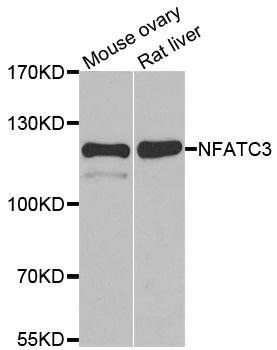NFATC3 antibody