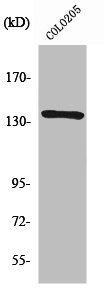 NFATC4 Antibody