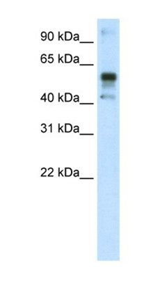 NFE2L2 antibody