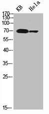 NFE2L2 Antibody
