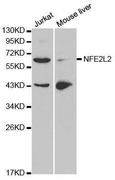 Nrf2 antibody
