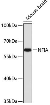 NFIA antibody