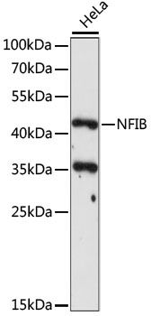 NFIB antibody