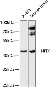 NFIX antibody