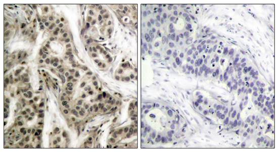 NFκB-p105/p50(Phospho-Ser337) Antibody