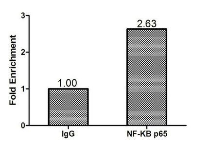 NFkB p65 antibody