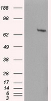 NFKB1 antibody