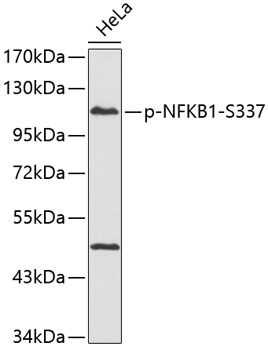 NFKB1 (Phospho-S337) antibody