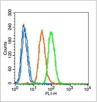 NFKB1 (phospho-Ser337) antibody