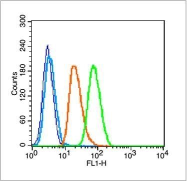 NFKB1 (phospho-Ser893) antibody