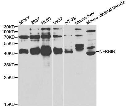 NFKBIB antibody