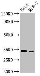 NFKBID antibody