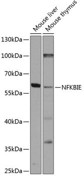 NFKBIE antibody