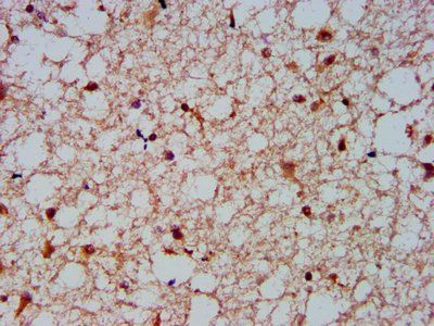 NFKBIL1 Antibody