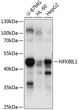 NFKBIL1 antibody