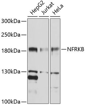 NFRKB antibody