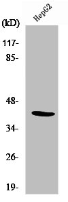 NFYA Antibody