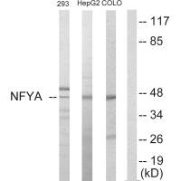 NFYA antibody