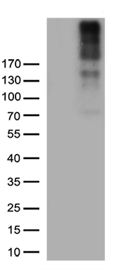 NG2 (CSPG4) antibody
