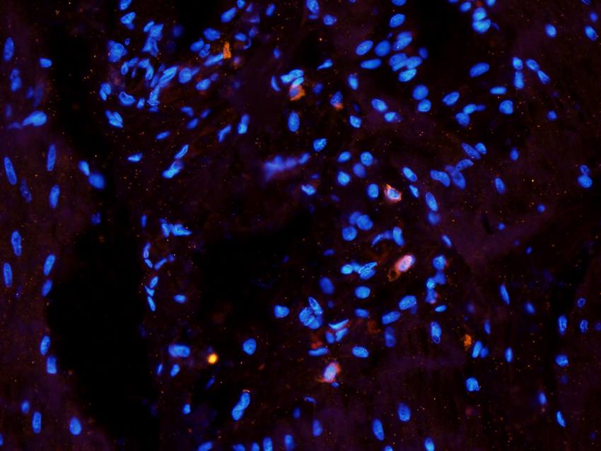 NG2 Rabbit Polyclonal Antibody