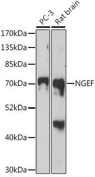 NGEF antibody