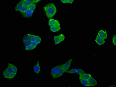 NGEF Antibody
