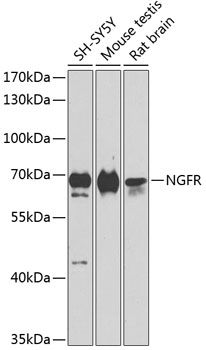 NGFR antibody