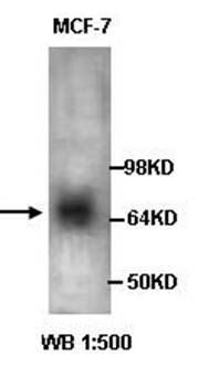 NGFR p75 antibody