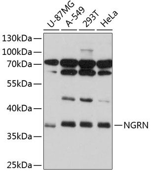 NGRN antibody