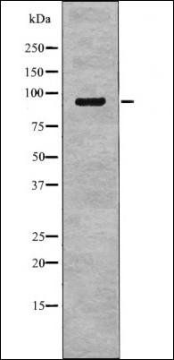 NHE-3 (Phospho-Ser555) antibody