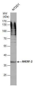 NHERF2 antibody