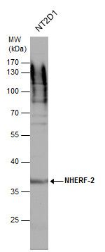 NHERF2 Rabbit Polyclonal Antibody