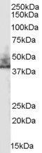 Goat anti-NHERF2 (isoform a) Antibody