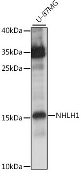 NHLH1 antibody