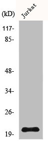 NHLH1 antibody