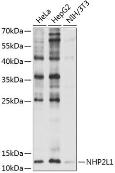 NHP2L1 antibody