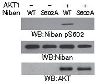 Niban (Phospho-Ser602) Antibody