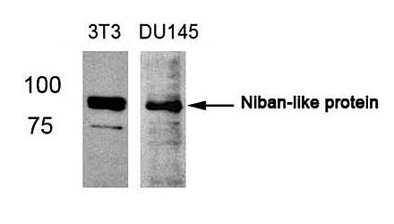 Niban-like protein (Ab-712) Antibody