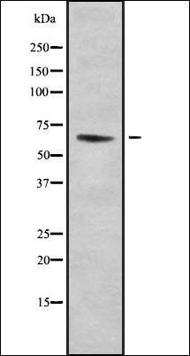 Nicalin antibody