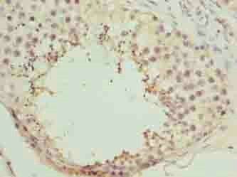 NICN1 antibody