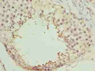 NICN1 Antibody
