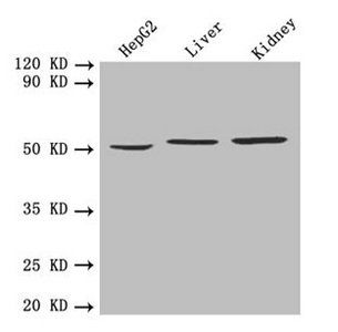 Nicotinate phosphoribosyltransferase antibody