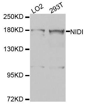 NID1 antibody