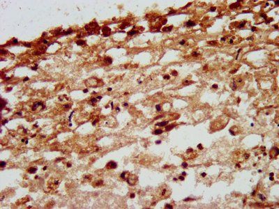 NID1 Antibody