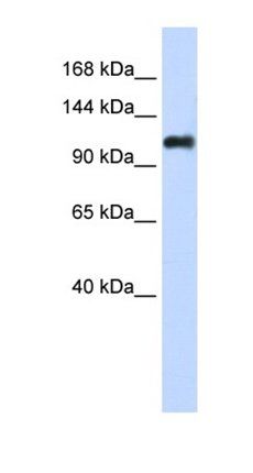 NID2 antibody